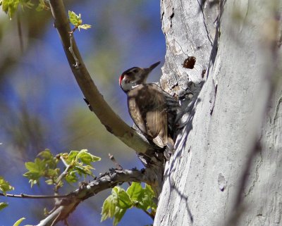 Arizona Woodpecker in Ramsey Canyon 2.jpg