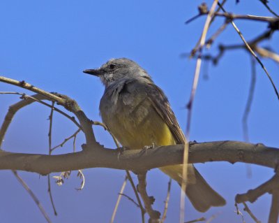 Cassin's Kingbird at Patagonia RV Park.jpg