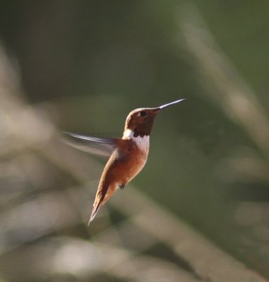 Rufous Hummingbird at Paton's 2.jpg