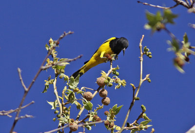Scott's Oriole at Sunny Flats in the Chiricahua Mts.jpg