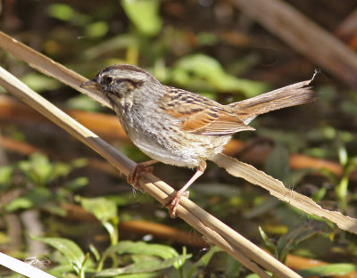 Swamp Sparrow at Patagonia Lake.jpg