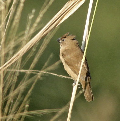 African Silverbill