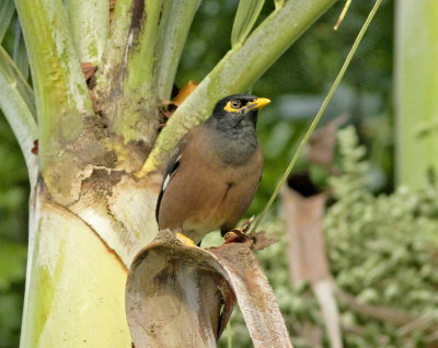 Common Myna