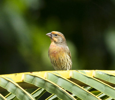 House Finch