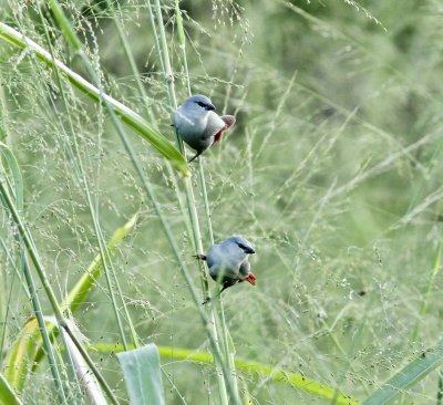 Lavender Waxbills