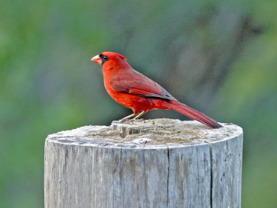 Northern Cardinal