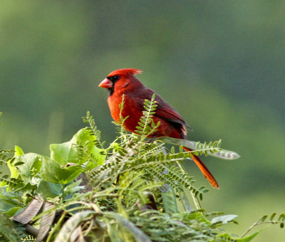 Northern Cardinal