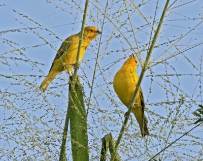 Saffron Finches