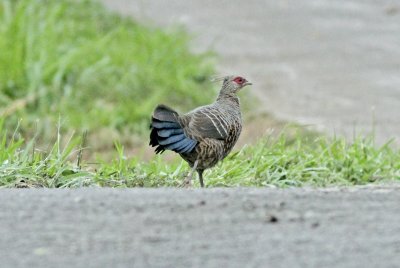 Talij Pheasant juv.