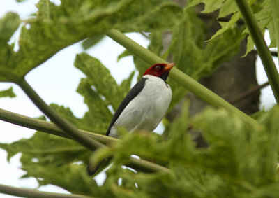 Yellow-billed Cardinal