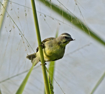 Yellow-fronted Canary