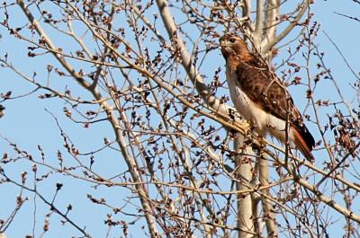 Redtail Hawk, Hwy 54 between New London and Shiocton WI