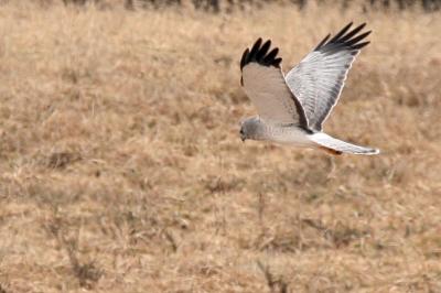 The distinct black wing tips make it easy to ID this male Northern Harrier Hawk.