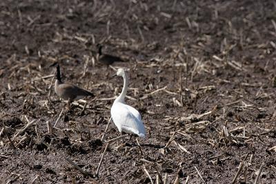 Tundra Swan and Canada Goose, Hwy D New London WI