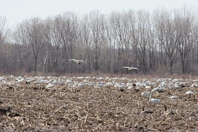 Landing Zone - this spring tundra swans and geese congregated in a field off of hwy D north of hwy 76 north of New London WI