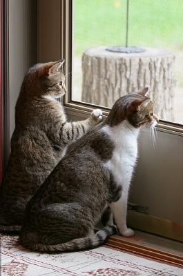 Ozzy & Lucy - guard cats