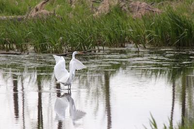 Reflections