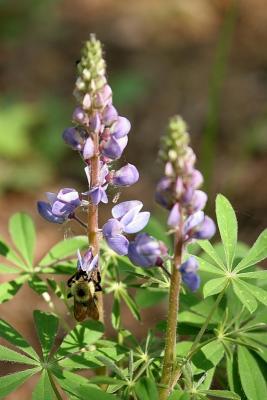 Busy Bee