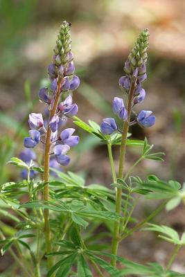 Wild Lupine