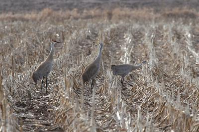 First sandhills I saw this year, around the corner from my house on Cty hwy W
