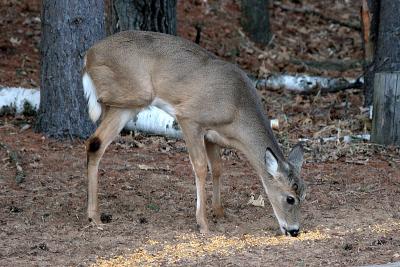 Gimpy the 3 legged deer. I always thought this had to be a birth defect.