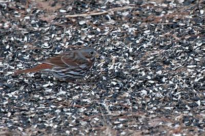 Fox Sparrow.....First time I ever noticed one at my feeders
