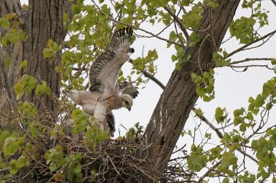 Redtail hawk kids -  this nest in Appleton produced 3
