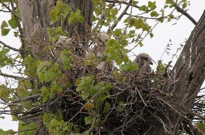Redtail hawk babies - Appleton, WI