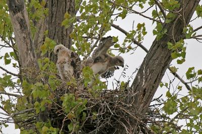 Redtail Hawk babies - Appleton, WI