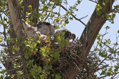 Redtail Hawk babies - Appleton, WI