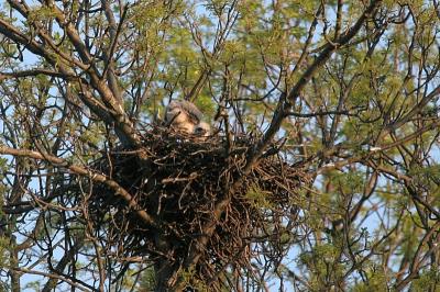 This redtail hawks nest along Hwy 10 had 2 chicks in it, but the nest failed.