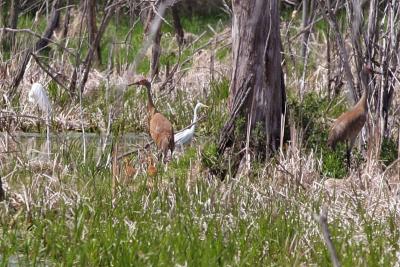 Sandhill family near the Hwy 45 bypass, New London. If you look close you can see 2 chicks.