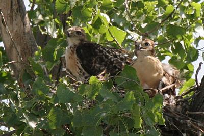 Redtail kids getting bigger.