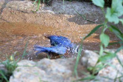 Splash of bluebird