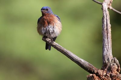 Eastern Bluebird
