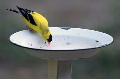 Thirsty goldfinch