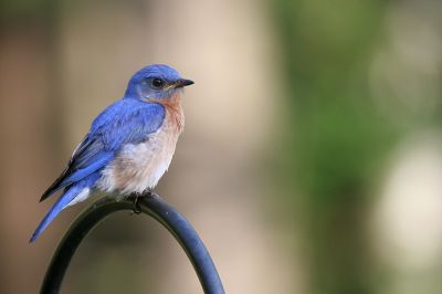 Bluebird