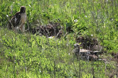 2 of the 3 redtail hawk kids at the Appleton nest.
