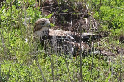 Redtail hawk chick, Appleton WI.