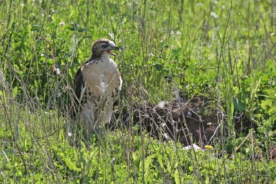 Redtail hawk chick, Appleton WI.