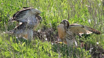 Sibling rivalry.....redtail hawk chicks.