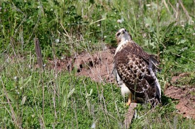 Redtail hawk chick
