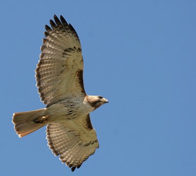 Redtail Hawk, Appleton WI