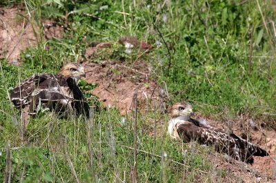 Red tail hawk chicks with a snack for later behind them
