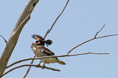 Red tail hawk chick and red wing blackbird