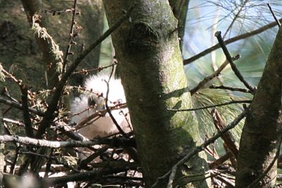 Red shouldered hawk chick - my backyard