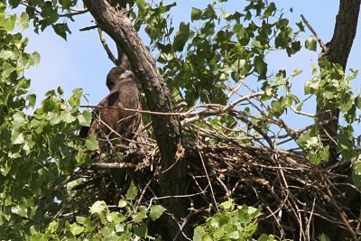 Bald eaglet  - last shot I took - Menasha WI