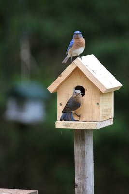 Bluebirds trying to rebuild their nest