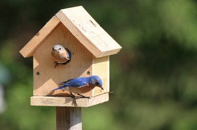 Pair of nesting bluebirds