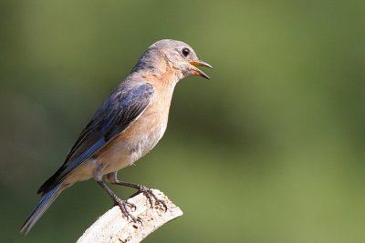 One of my favorites...Eastern Bluebird